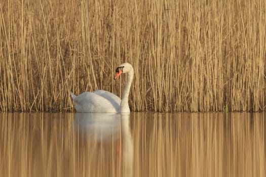 swan on blue lake in sunny day, swans on pond, nature series