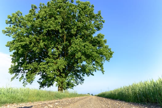 old big tree on color background with blue sky, nature series