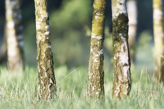 spring landscape of young trees, nature series