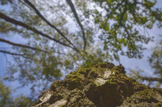 old big tree on color background with blue sky, nature series