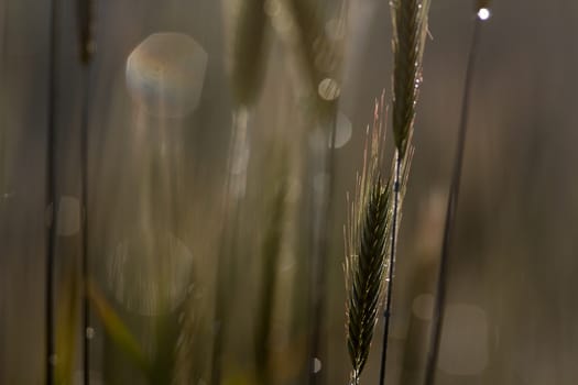 green spring grains, close up of yellow wheat ears on the field