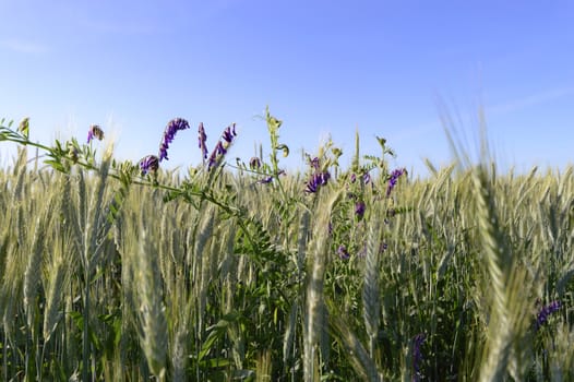 plants for natural background, nature series