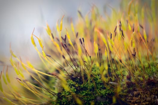plants for natural background, nature series