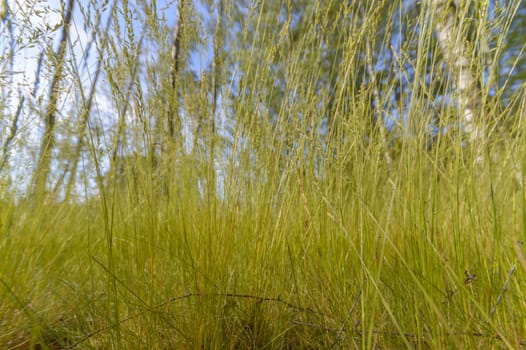 plants for natural background, nature series