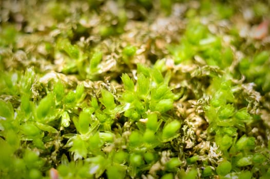 plants for natural background, nature series