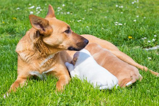 Mixed-breed bitch breast feeding her cute little puppies outdoors on a meadow on a sunny spring day.