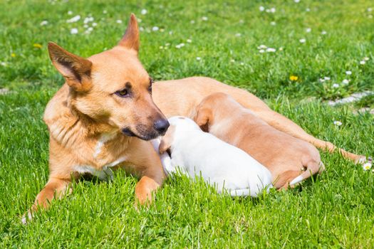 Mixed-breed bitch breast feeding her cute little puppies outdoors on a meadow on a sunny spring day.