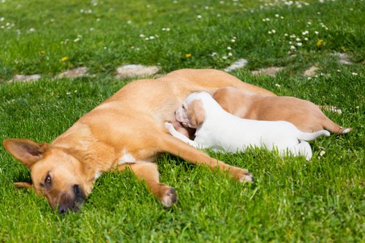 Mixed-breed bitch breast feeding her cute little puppies outdoors on a meadow on a sunny spring day.