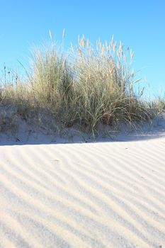 Sand dune and wild leymus plant at  beach