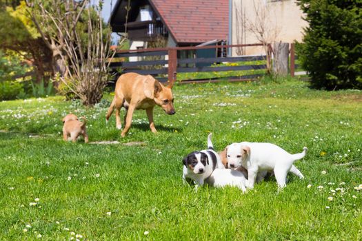 Mixed-breed cute little puppies playing with her dog mom outdoors on a meadow on a sunny spring day.