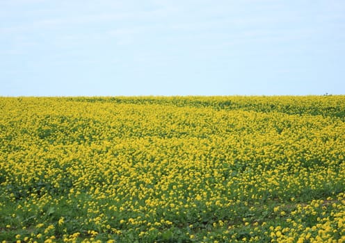 Endless yellow flower field with blue sky and clouds