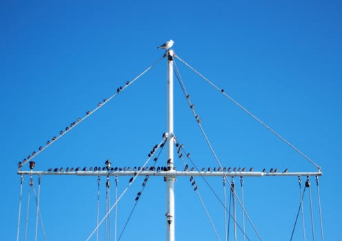 Flock of sea birds sitting on a boat mast