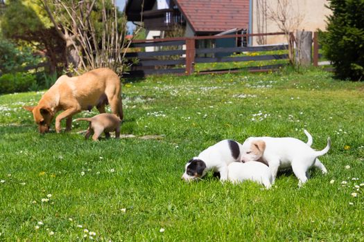 Mixed-breed cute little puppies playing with her dog mom outdoors on a meadow on a sunny spring day.