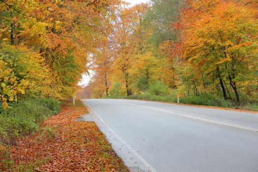 Empty road in autumn forest with beautiful colors