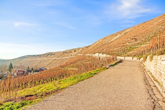 View over the vineyards (Hessigheimer Felsengaerten)