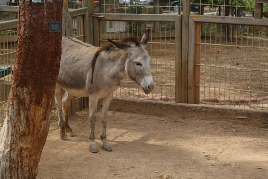 View of grey donkey in natural park living in cage.