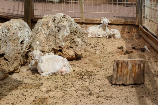 View of goats with white willow living in cage in natural park.