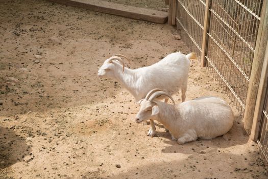 View of goats with white willow living in cage in natural park.