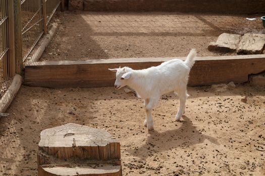 View of goats with white willow living in cage in natural park.