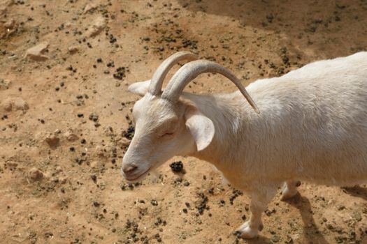 View of goats with white willow living in cage in natural park.