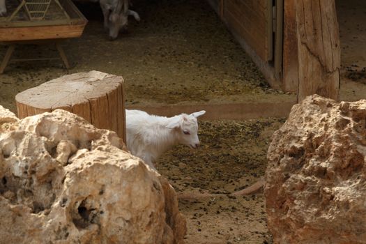 View of goats with white willow living in cage in natural park.