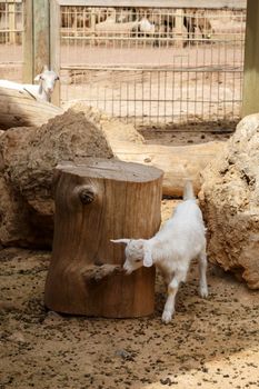 View of goats with white willow living in cage in natural park.