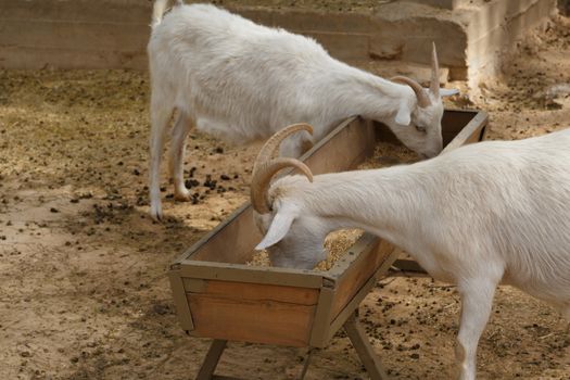 View of goats with white willow living in cage in natural park.