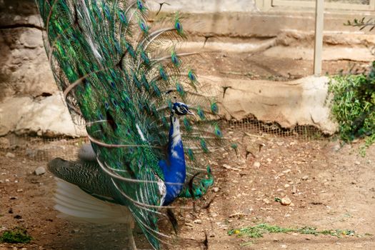 Close up view of blue peacock with colorful feather in a natural park.