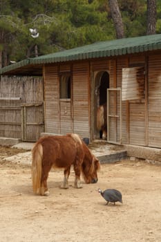 View of a small pony view living in a natural park.