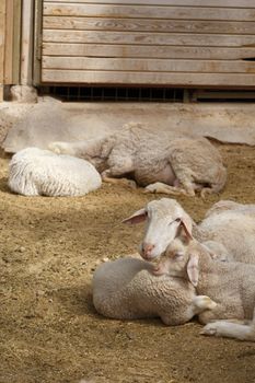 View of sheep living in a zoo, sitting in cage.