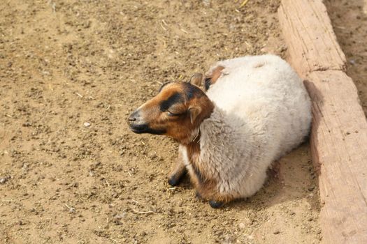 View of sheep living in a zoo, sitting in cage.