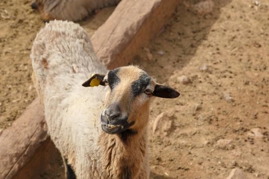 Close up detailed view of sheep living in a zoo.