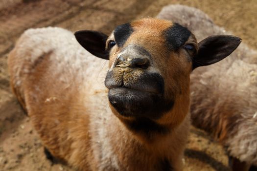 Close up detailed view of sheep living in a zoo.