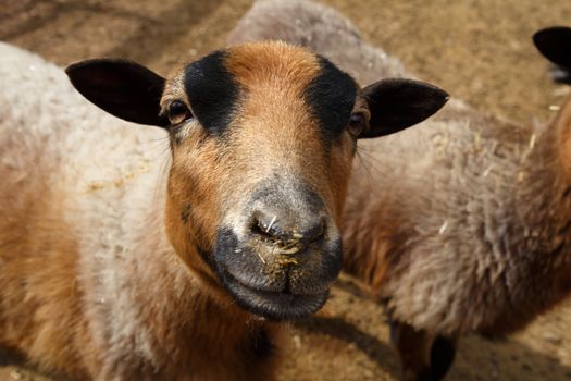 Close up detailed view of sheep living in a zoo.