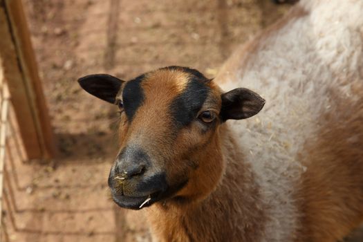 Close up detailed view of sheep living in a zoo.