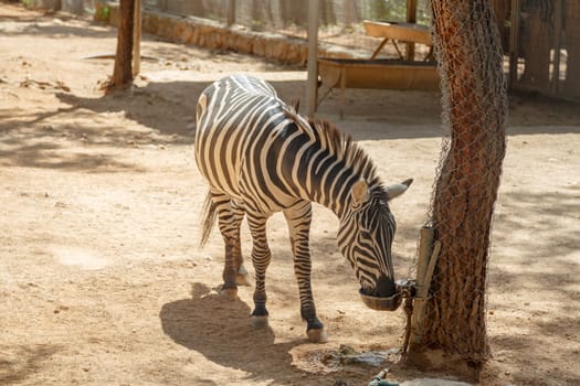 View of a stripped zebra living in cage in a natural park.