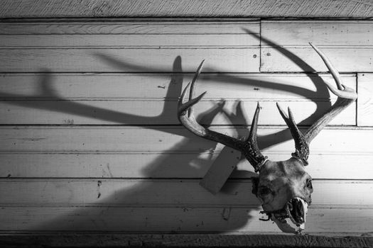 Deer skull mount on old shiplap wall