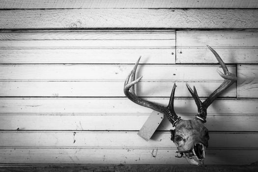 Deer skull mount on old shiplap wall