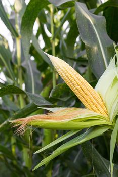 Close up corn on the stalk in the field