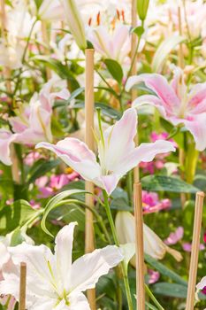 Close up of white lily flower in garden