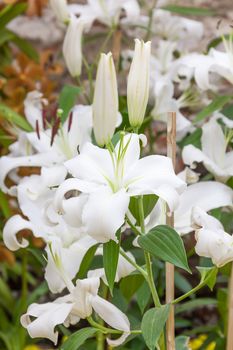 Close up of white lily flower in garden