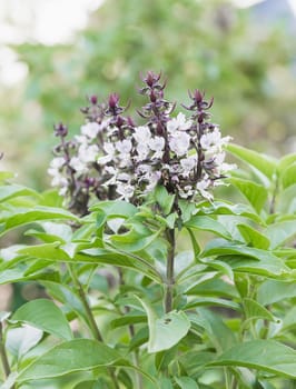 Close up fresh green basil and flower in garden