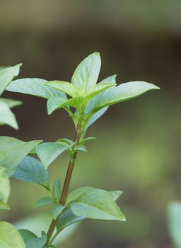 Close up fresh green basil and flower in garden