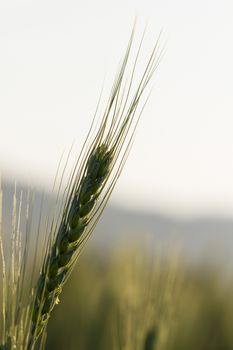 close up image of  green barley corns growing in a field
