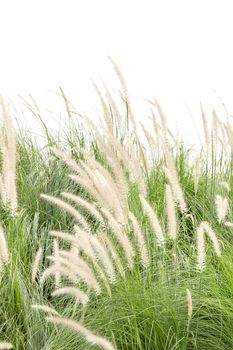 Close up Imperata cylindrica Beauv of Feather grass on white