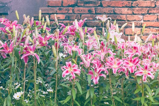 Close up of pink lily flower in garden with old brick wall vintage style