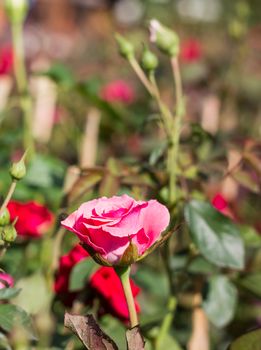 Pink Rose bush of pink roses in garden