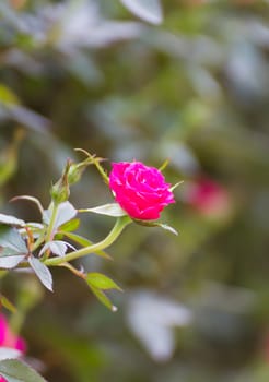 Pink rose bush of pink roses in garden