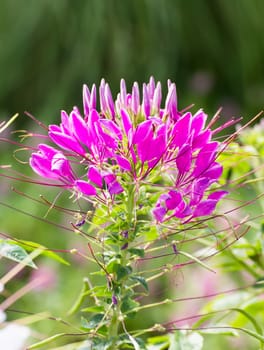 Pink spider flower(Cleome hassleriana) in the garden