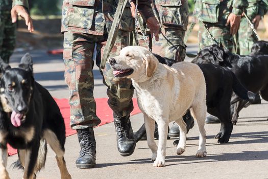 Army Soldier with dog, Training dogs of war